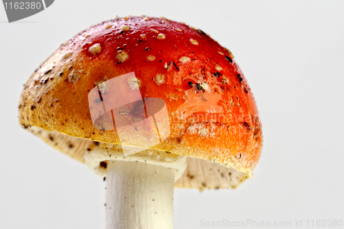 Image of Amanita muscaria, fly agaric