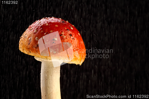 Image of Amanita muscaria, fly agaric