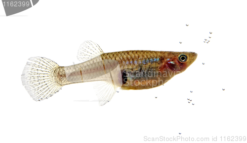 Image of Mosquitofish portrait