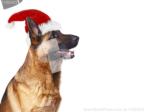 Image of santa claus dog background