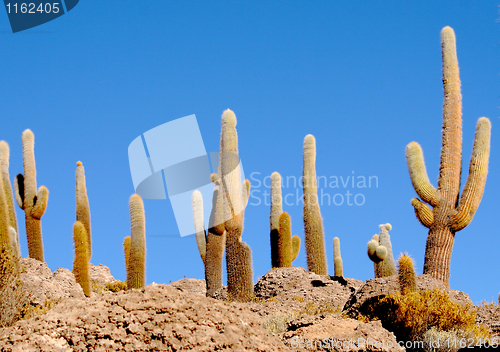 Image of cactus background