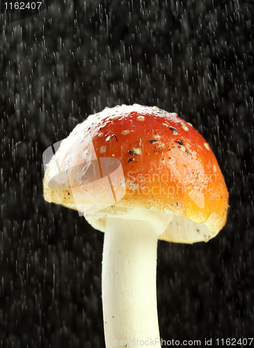 Image of Amanita muscaria in the rain