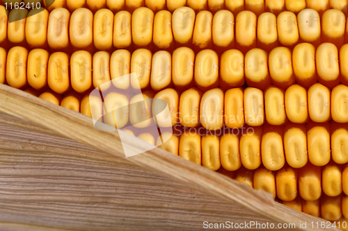 Image of cobcorn closeup