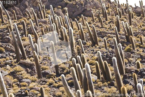 Image of bolivia catcus background