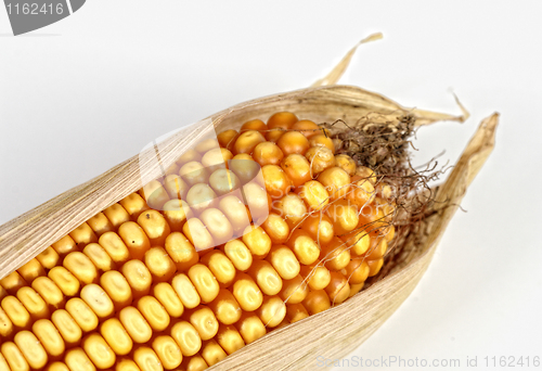 Image of corncob background