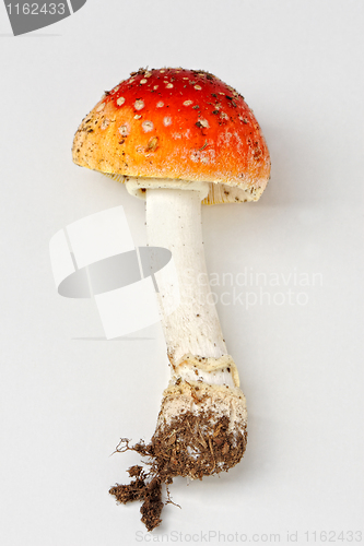 Image of Amanita muscaria, fly agaric