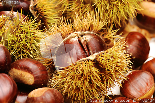 Image of chestnuts, nature background