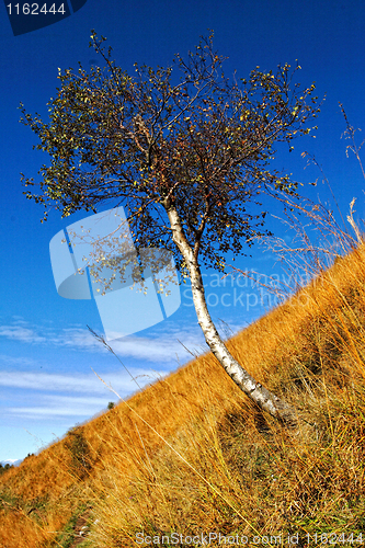 Image of lonely tree