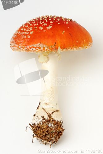 Image of Amanita muscaria 