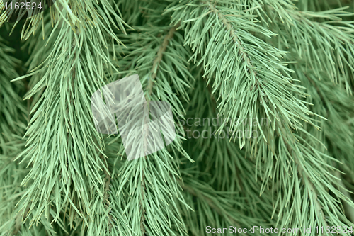 Image of Prickly pine branches