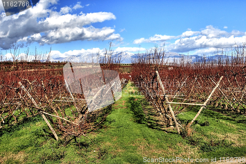 Image of agricolture background