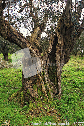 Image of old olive tree