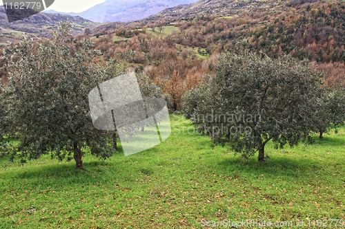 Image of olive tree background