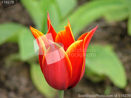 Image of red tulip