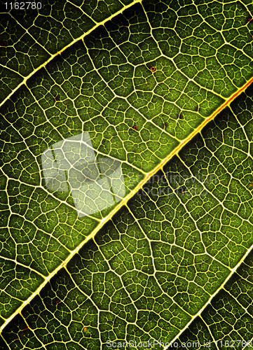 Image of green leaf background