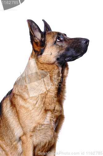 Image of german shepard background