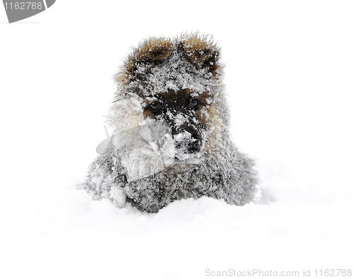 Image of german shepherd in the snow