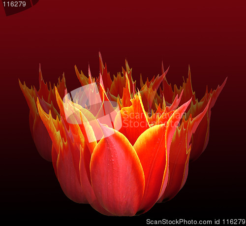 Image of Tulip fire