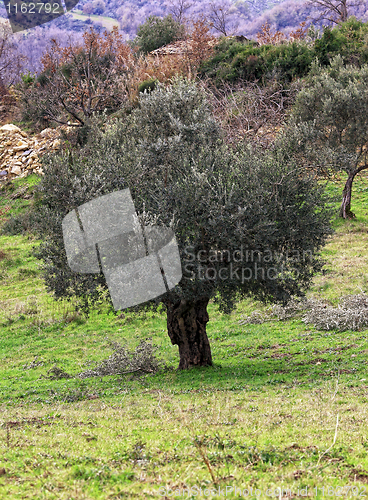 Image of olive tree