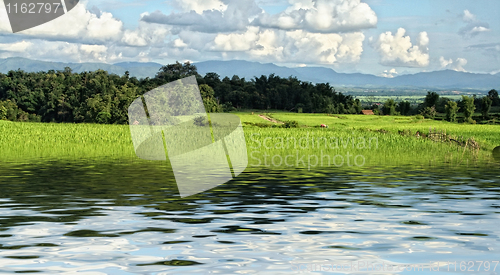 Image of rice field background