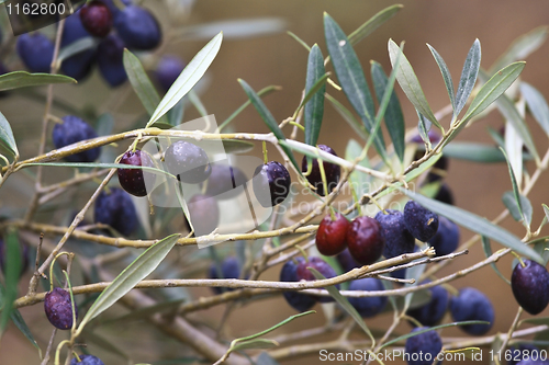 Image of olive on tree