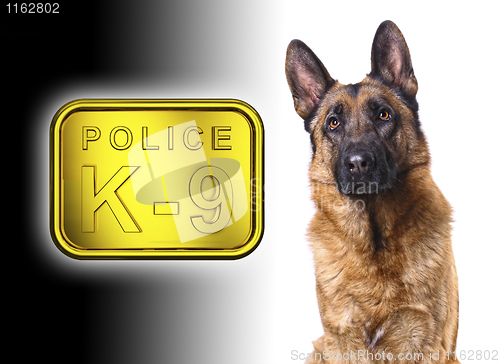 Image of german shepard k9 police