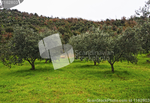 Image of olive tree background