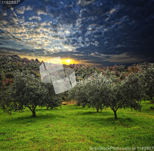 Image of olive tree background