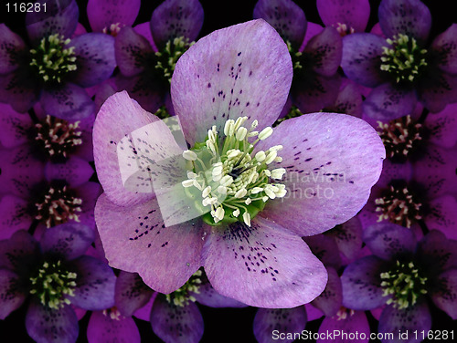 Image of Hellebore