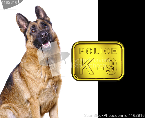 Image of german shepard k9