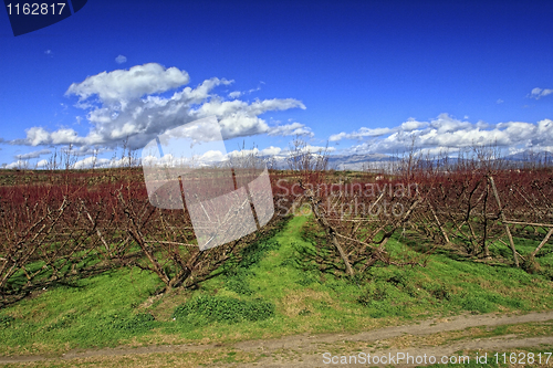 Image of peach tree background