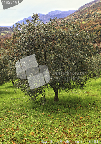 Image of olive tree background