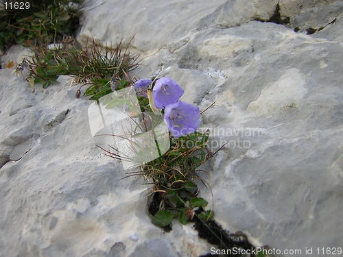 Image of mountain flower