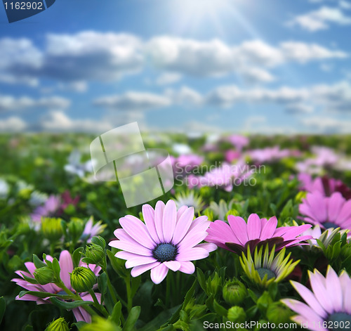 Image of Meadow with flowers