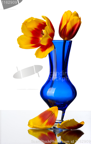 Image of Tulip flowers in a blue glass vase, isolated.