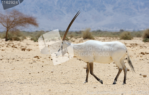 Image of Oryx