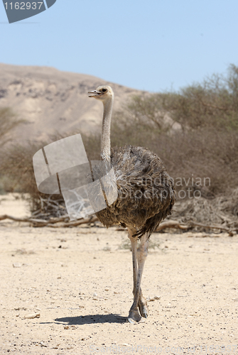 Image of African ostrich