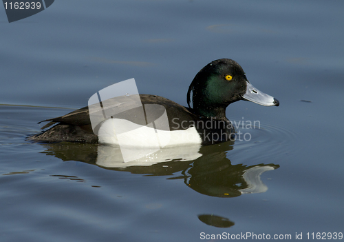 Image of Tufted duck