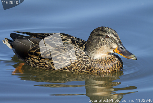 Image of Mallard