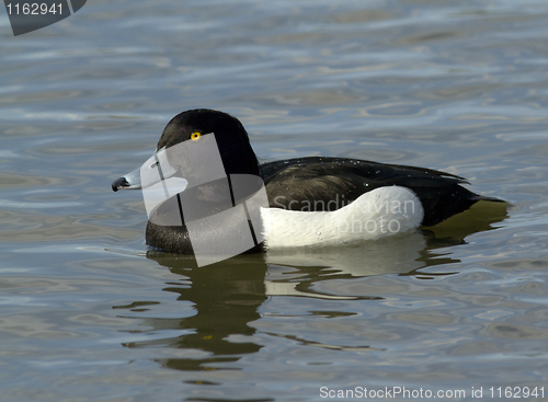 Image of Tufted duck