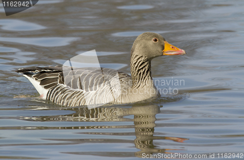 Image of Greylag Goose.