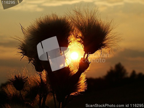 Image of thistle