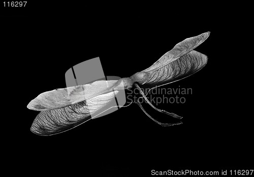 Image of seed
