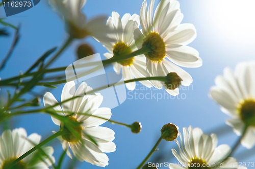 Image of daisies against blue sky in the morning.  