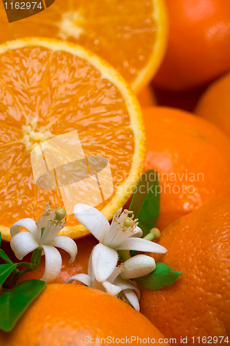 Image of oranges with leafs and blossom in a white background 