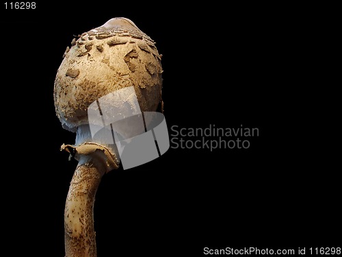 Image of parasol mushroom