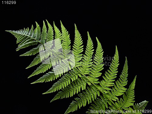 Image of malefern