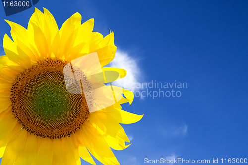 Image of Closeup of yellow sunflower 