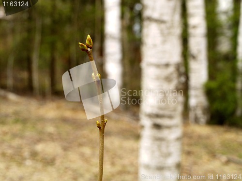 Image of buds on aspen tree