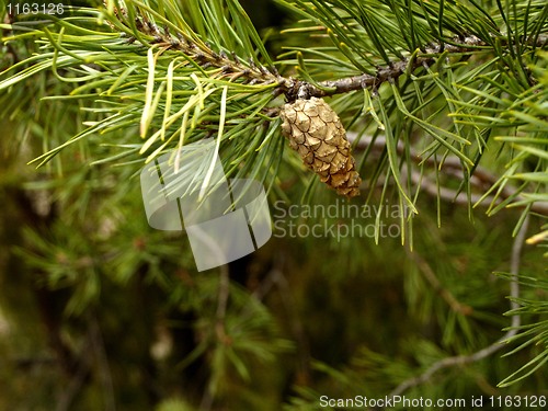 Image of pine cone